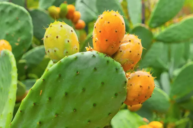 仙人掌籽油进口及物种证明办理案例