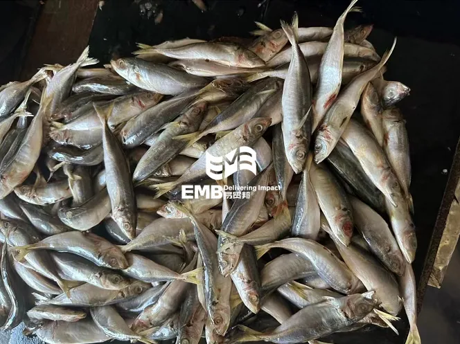 【进口案例】越南冻巴浪鱼广西钦州港进口报关案例