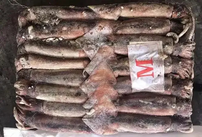 【进口案例】印度冻鱿鱼广州南沙港进口清关案例