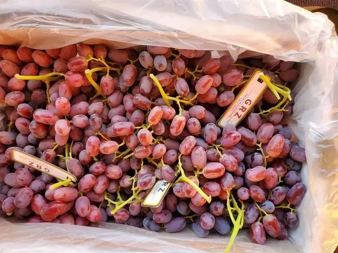 新鲜葡萄进口清关单证资料及操作流程注意事项