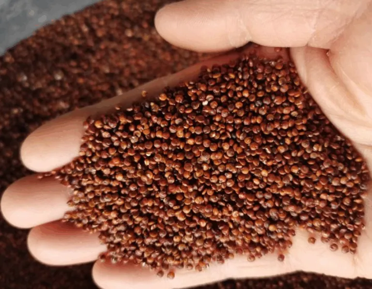 【进口案例】秘鲁藜麦深圳盐田港进口报关案例