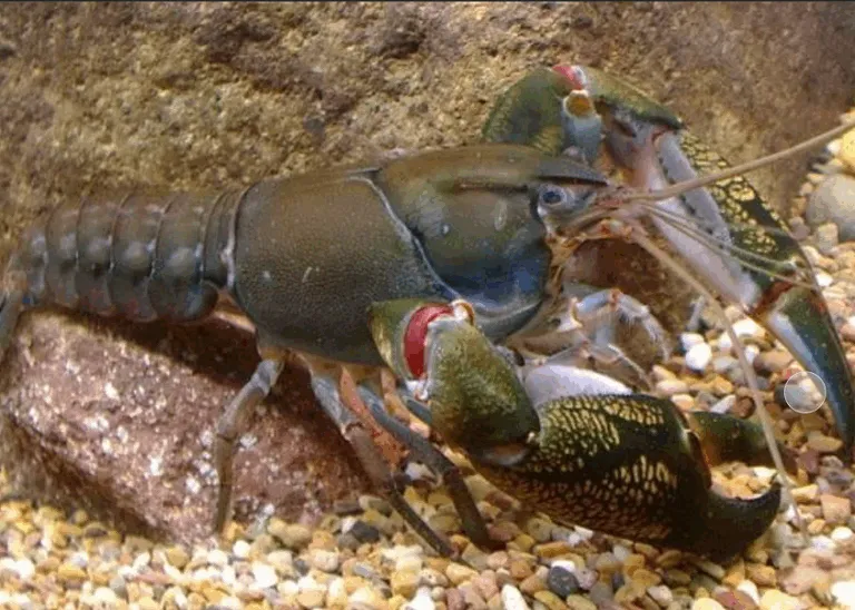 【进口案例】澳大利亚活澳比杜斯螯虾广州白云机场进口报关案例