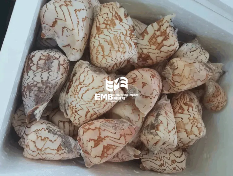 【进口案例】越南螺壳贝壳广州港口进口报关案例