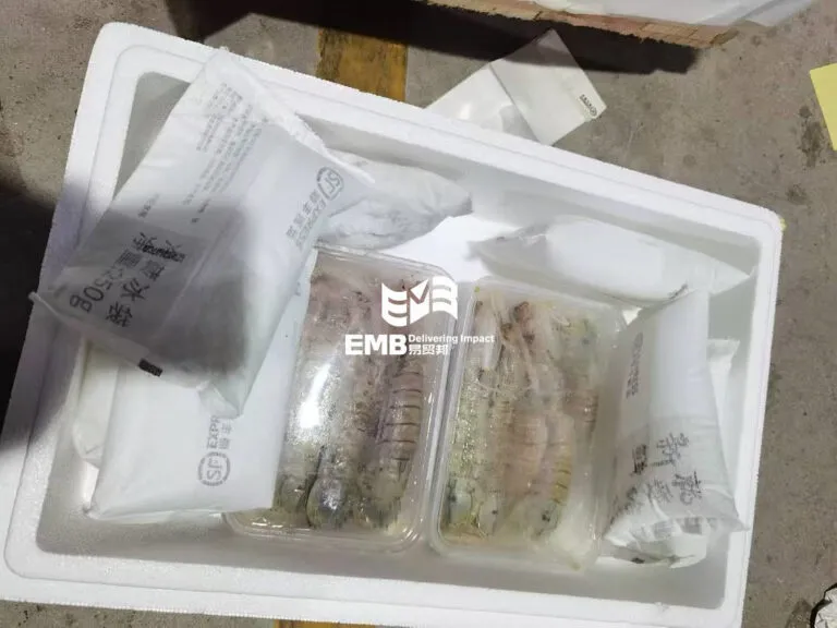 【进口案例】印度尼西亚口虾蛄/皮皮虾广州白云机场进口案例