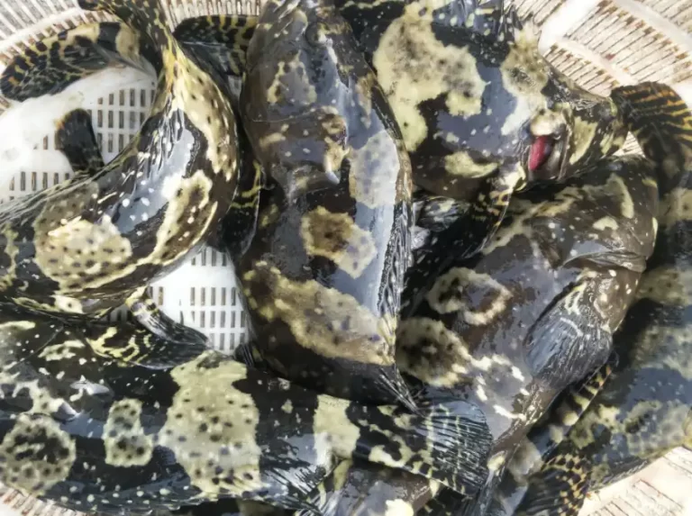 石斑鱼进口清关手续流程及报关注意事项