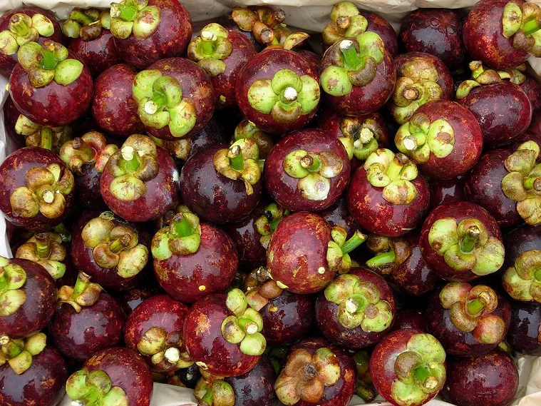 【进口案例】泰国鲜山竹广州南沙港进口清关案例