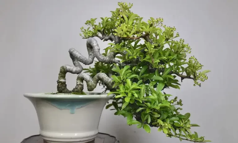 进口盆景植物花卉清关手续流程及注意事项