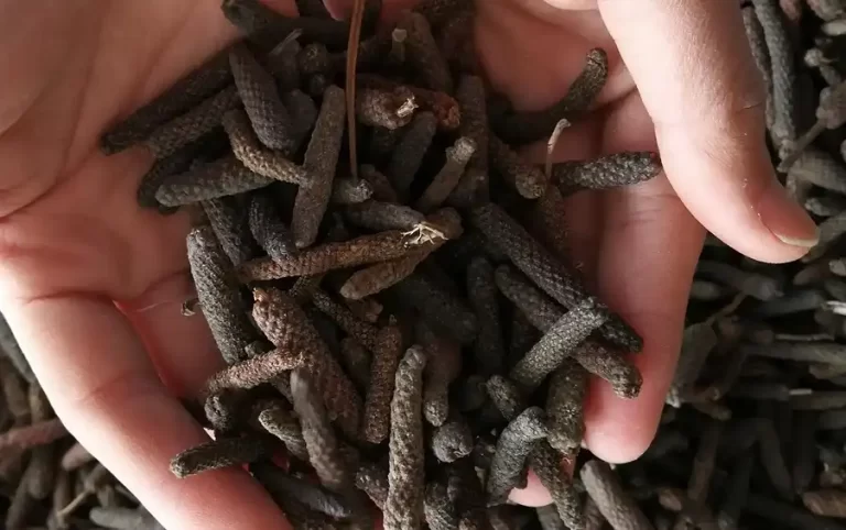 荜拨进口报关清关单证手续资料及注意事项