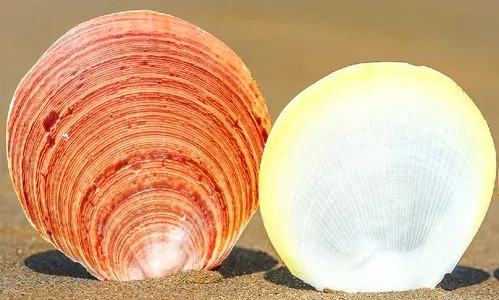 贝壳进口清关需要准备的资料以及注意事项案例分享