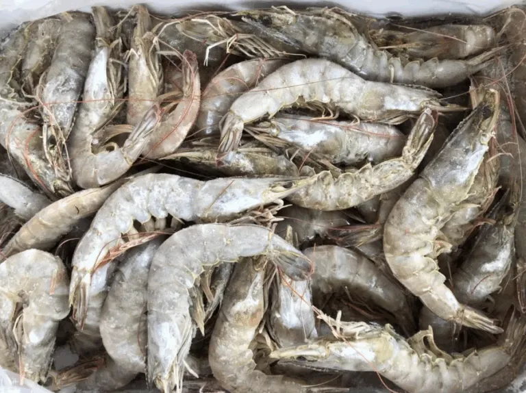 【进口案例】厄瓜多尔冷冻南美白对虾天津进口清关案例