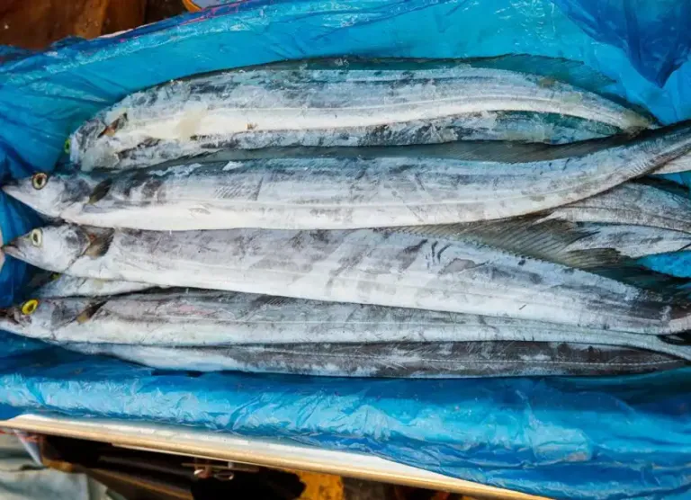 【进口案例】巴西冷冻带鱼广州南沙港进口报关案例-易贸邦&集诚供应链