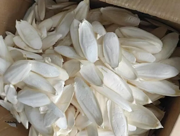 【进口案例】摩洛哥干制墨鱼骨青岛黄岛港进口清关运输案例-易贸邦&集诚供应链